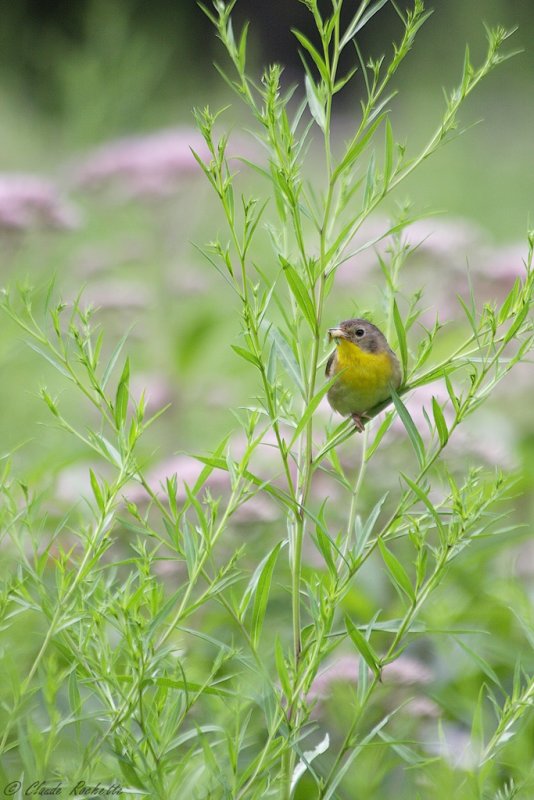 Paruline masquée / Common Yellowthroat