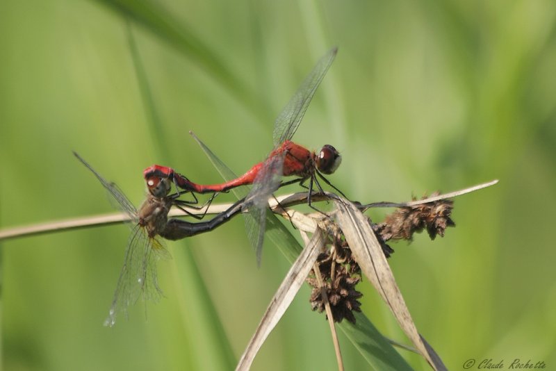 Sympetrum éclaireur / White-faced Meadowhawk