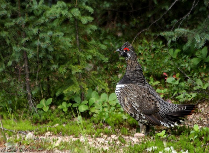 Tétras du Canada / Spruce Grouse