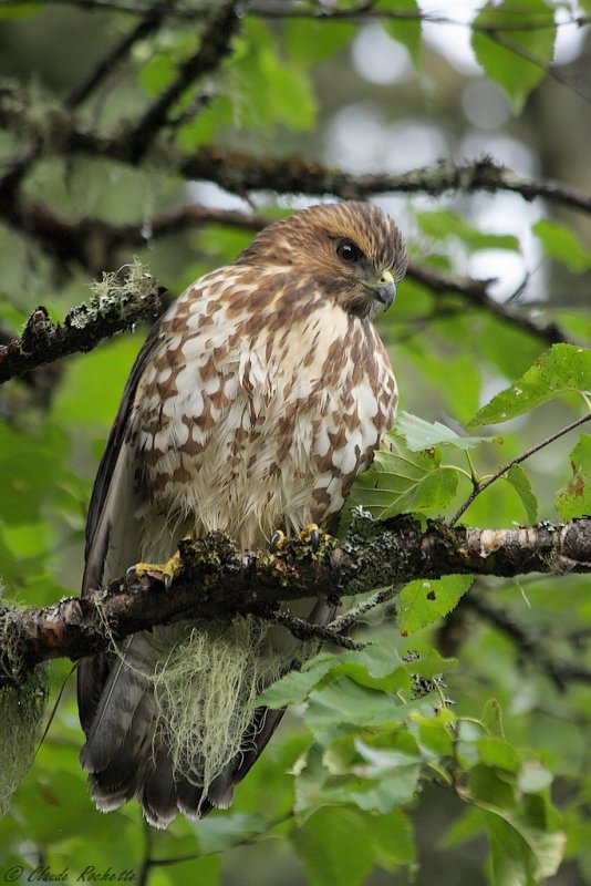 Petite buse / Broad-winged Hawk