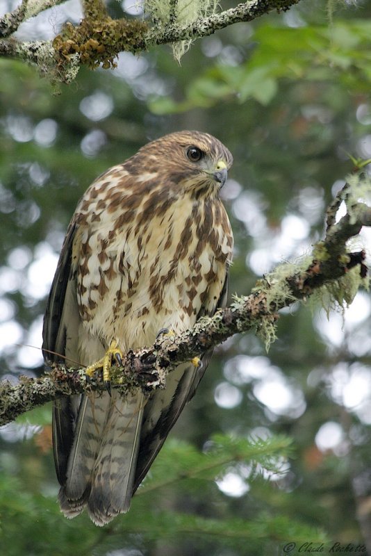 Petite buse / Broad-winged Hawk