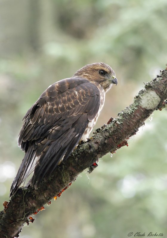Petite buse / Broad-winged Hawk