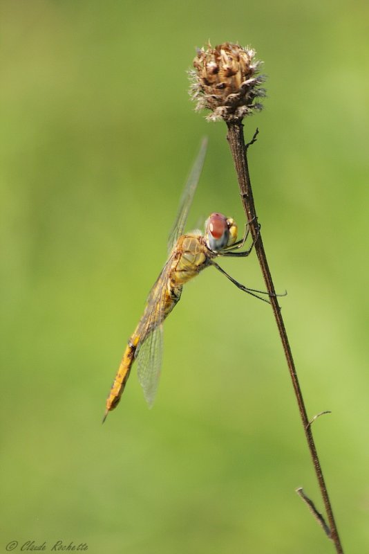 Pantale flavescente / Wandering Glider