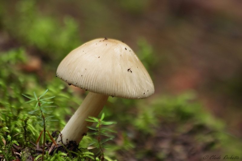 Champignon_MG_2451.jpg