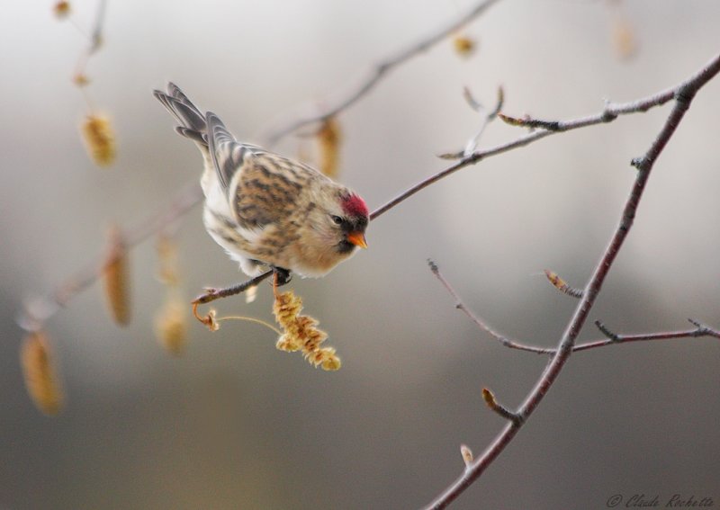 Sizerin flammé / Common Redpoll
