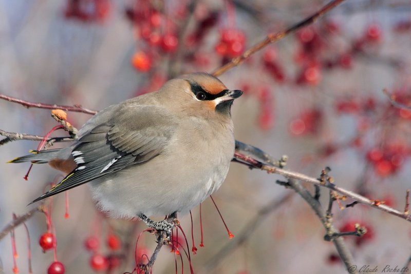 Jaseur boral / Bohemian Waxwing