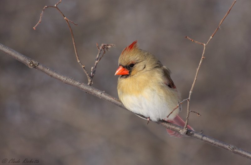 Cardinal rouge / Northern Cardinal