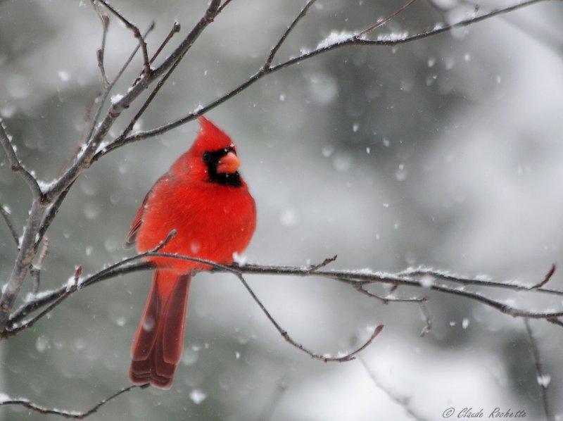 Cardinal rouge / Northern Cardinal