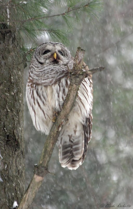 Chouette rayée / Barred Owl