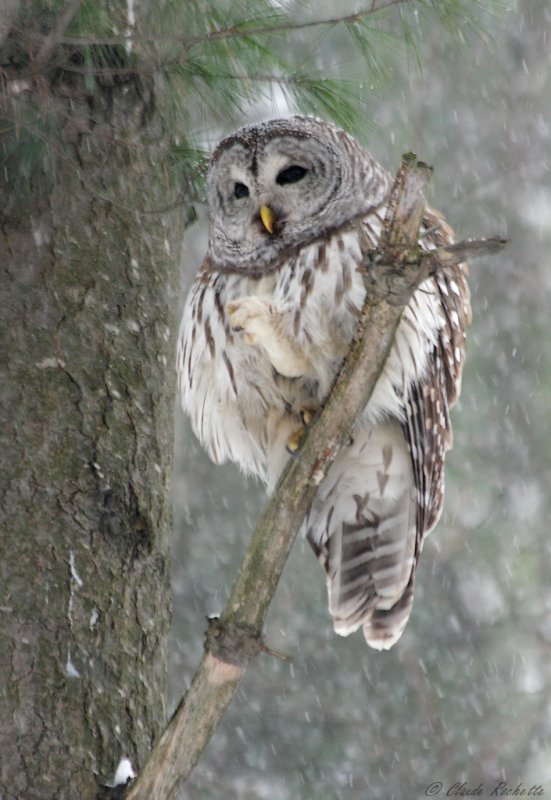 Chouette rayée / Barred Owl