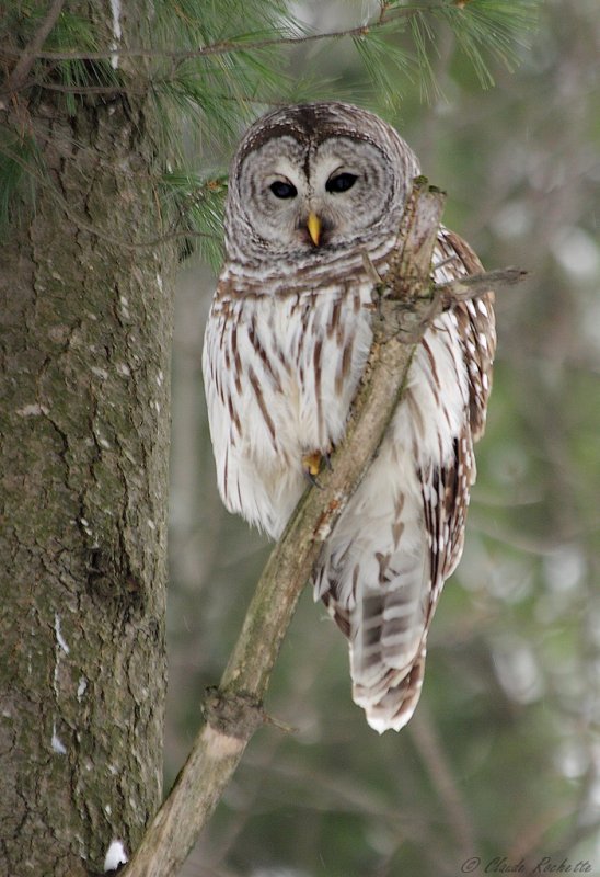 Chouette rayée / Barred Owl