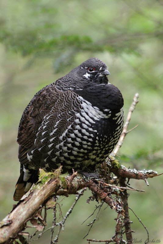 Tétras du Canada / Spruce Grouse