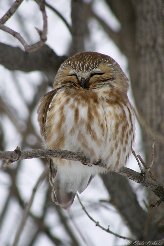 Petite nyctale / Northern Saw-whet Owl