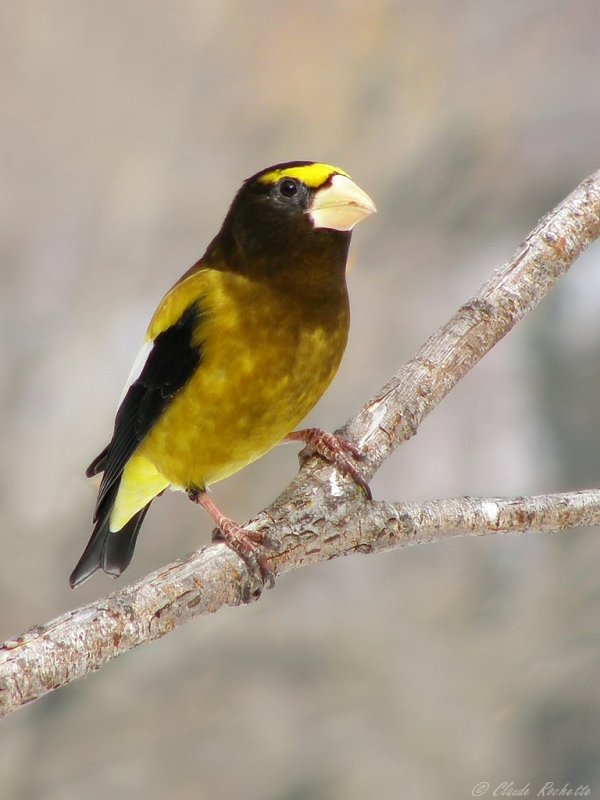 Gros-bec errant / Evening Grosbeak