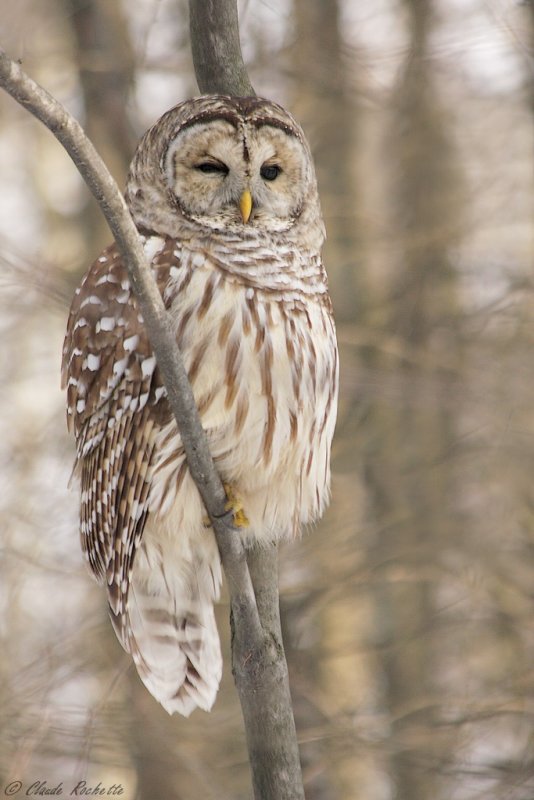 Chouette rayée / Barred Owl