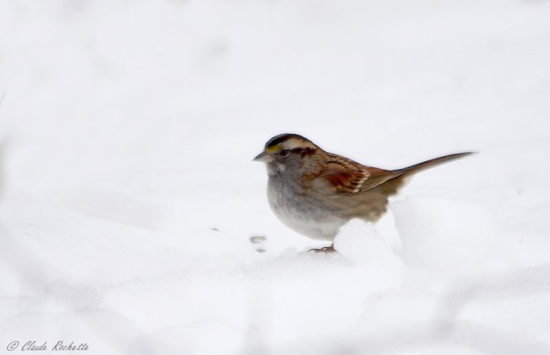 Bruant  gorge blanche / White-throated Sparrow