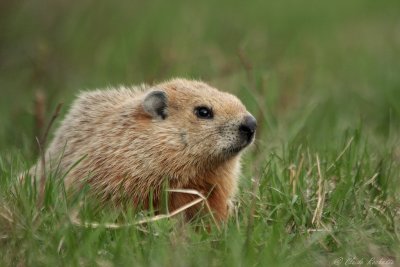 Marmotte / Marmot 