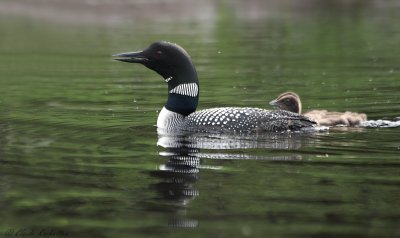 Plongeon huard / Common Loon