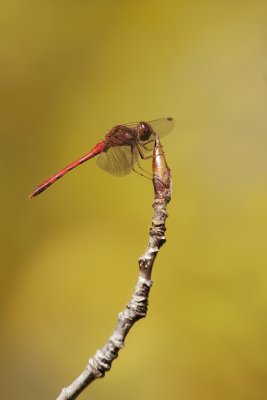 g10/36/1148536/3/166287011.u3X5zk9U.jpg