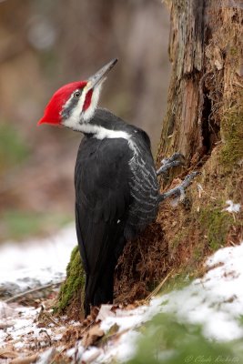 Grand Pic / Pileated Woodpecker