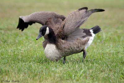 Bernache du Canada / Canada Goose