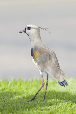 Southern lapwing (Vanellus chilensis)