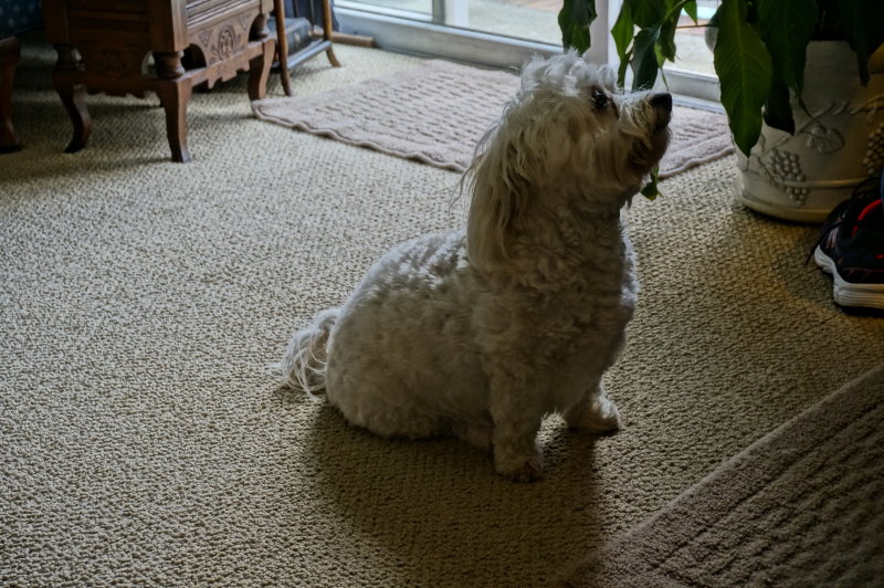 Teddy Hopeful