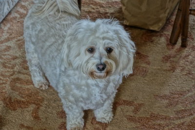 Teddy