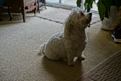 Teddy Hopeful