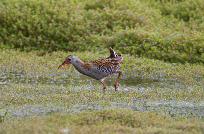 IMG_0699_Water_Rail