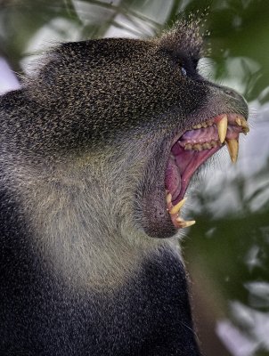 D4A_1916TazaniaBlueMonkeyTeeth1.jpg