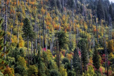 D4E_6121FallColorYosemite1.jpg