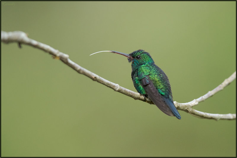 Colibri  menton bleu 04