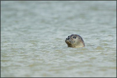 Baie de Somme (2017)