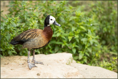Zoo Doué la Fontaine (2017)
