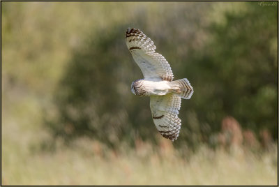 Hibou des marais