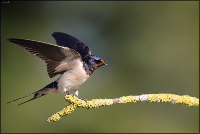 Hirondelle Rustique