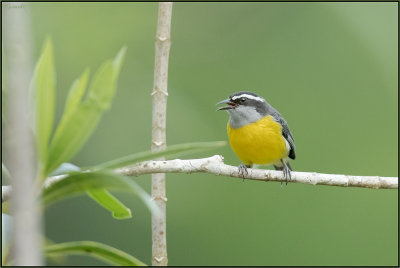 Sucrier  ventre jaune 03