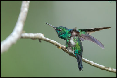 Colibri  menton bleu 03