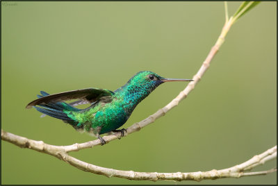 Colibri  menton bleu 07