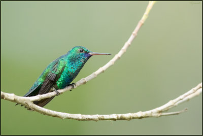 Colibri  menton bleu 10