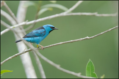 Dacnis bleu 01