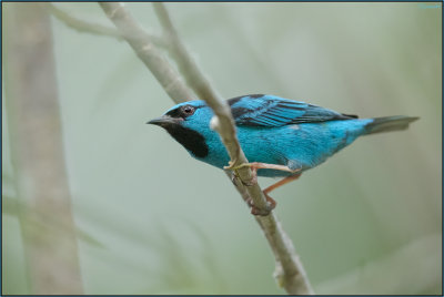 Dacnis bleu 03