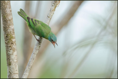 Dacnis bleu 05