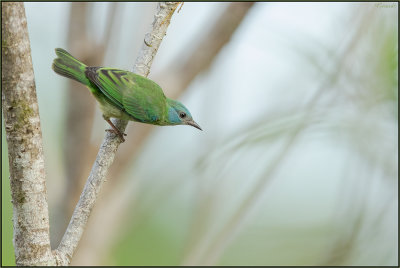 Dacnis bleu 06