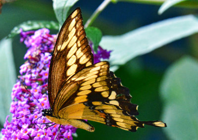 zz2237-1.jpg
