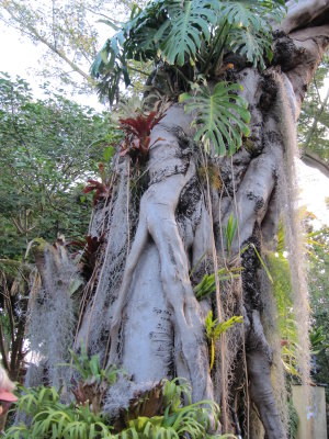 figurative vines