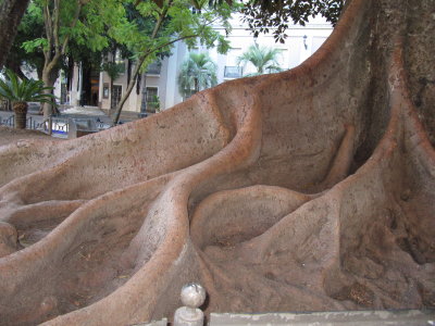waving root system