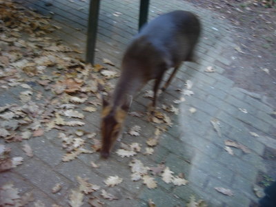  a curious muntjak