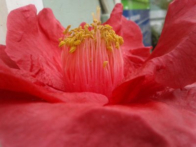 rose profile